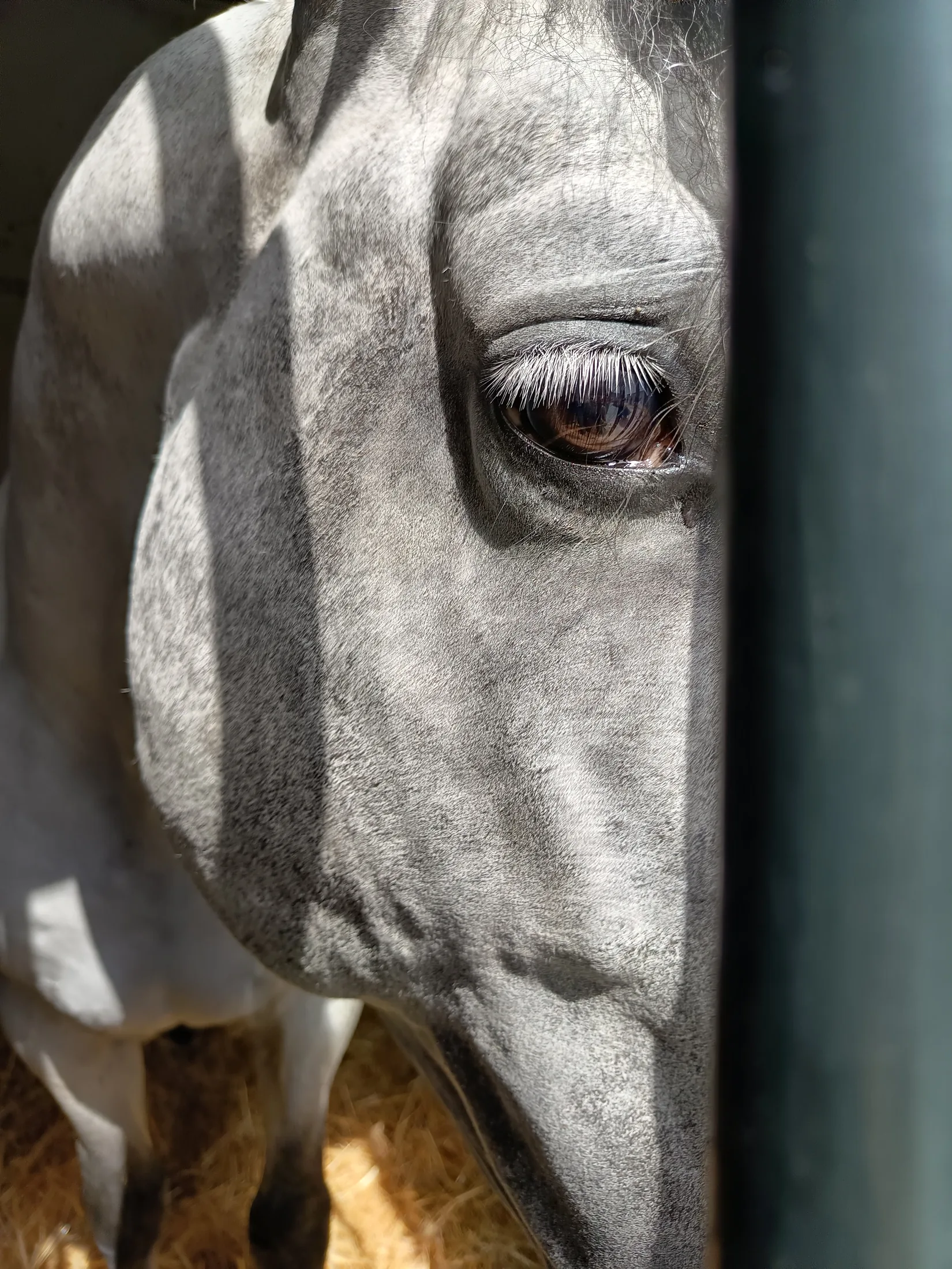 Detalle de la mirada de un caballo